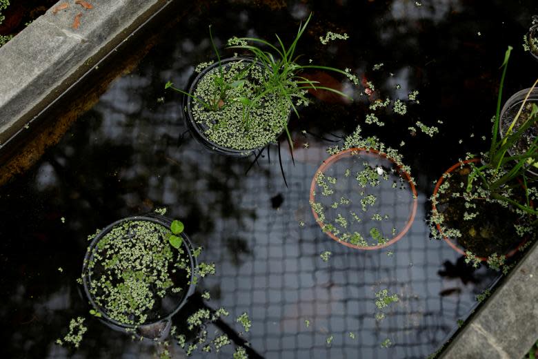 El jardín botánico de Caracas, que es Patrimonio de la Humanidad, está moribundo