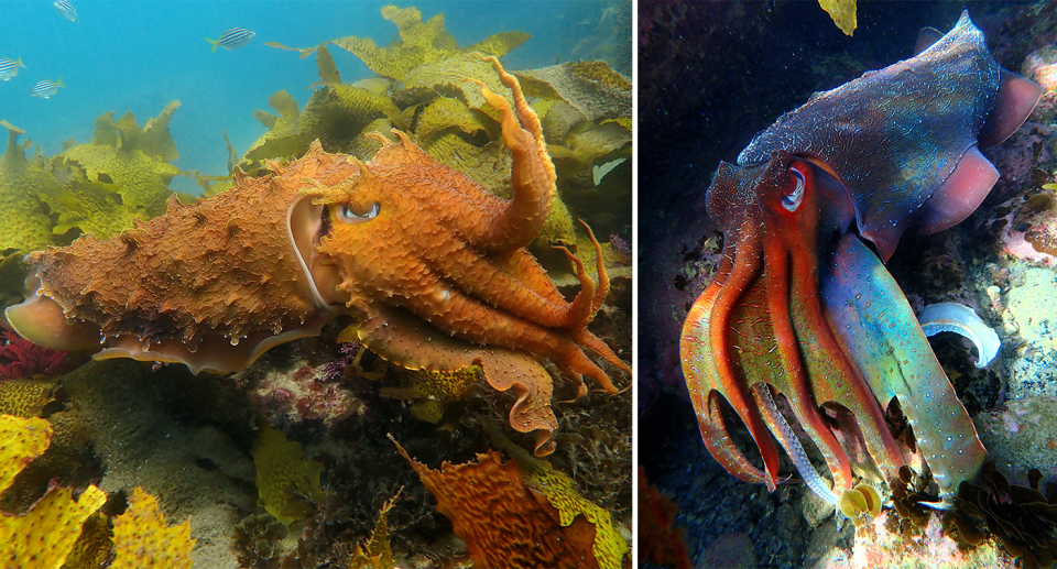 An orange and a multi-coloured giant cuttlefish.
