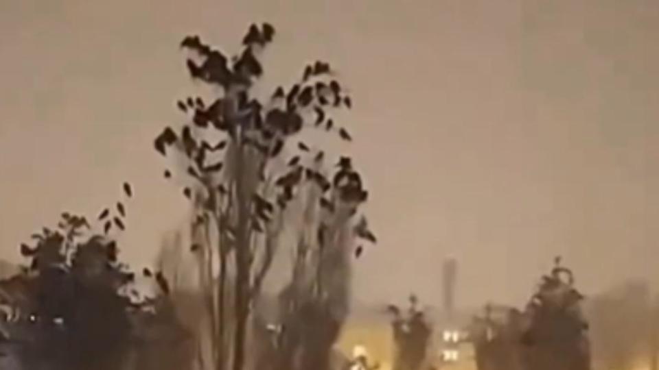 網路瘋傳土耳其7.8強震發生前，鳥兒「集體亂飛+停樹」詭異行為。（圖／翻攝自 推特@OsintTV）