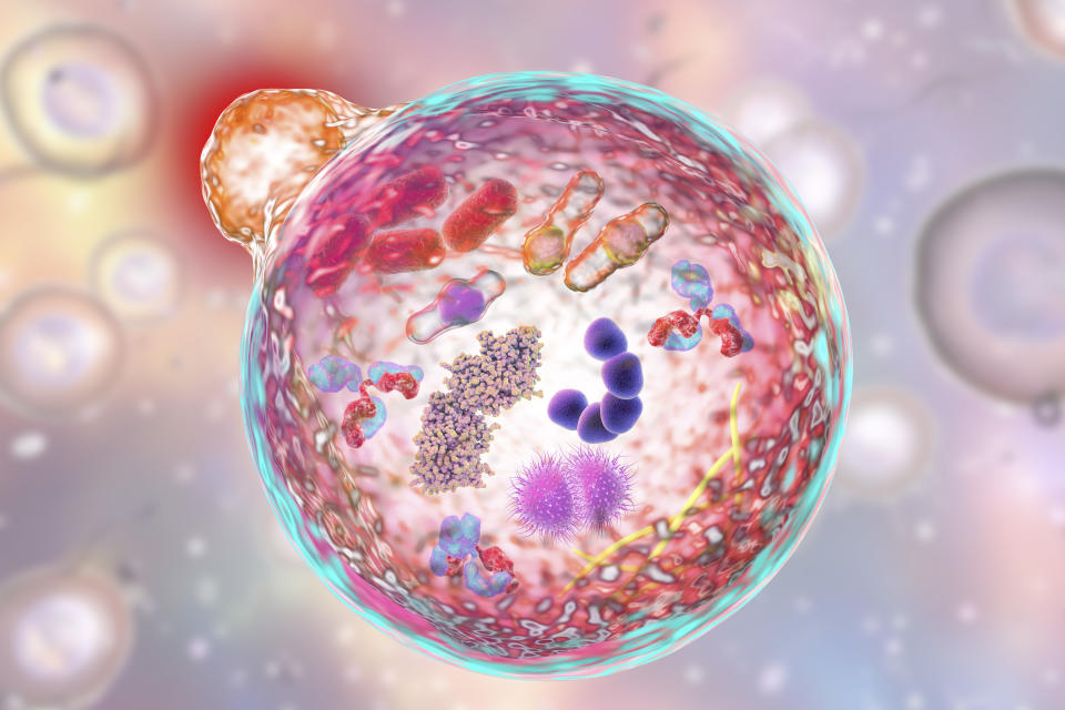 Autophagy. Computer illustration of a lysosome (orange) fusing with an autophagosome (large sphere). Autophagy (autophagocytosis) is the natural mechanism that destroys unnecessary or dysfunctional cellular components and recycles their materials. The target components are first isolated from the rest of the cell within the double-membraned autophagosome. This then fuses with a lysosome, the contents of which degrade the target components. The 2016 Nobel Prize in Physiology or Medicine was awarded to Japanese cell biologist Yoshinori Ohsumi for his discoveries of mechanisms for autophagy.