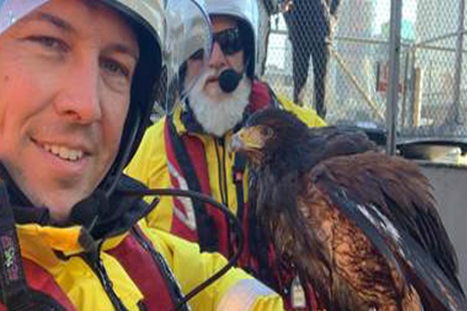 The majestic bird was rescued near Embankment Pier (RNLI)