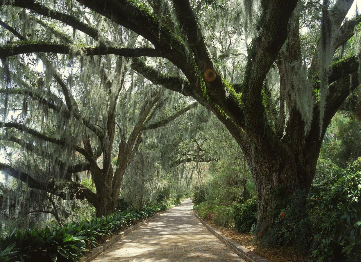 best florida gardens maclay gardens veranda