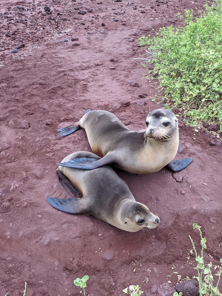 Galapagos Fur Seals are actually sea lions.