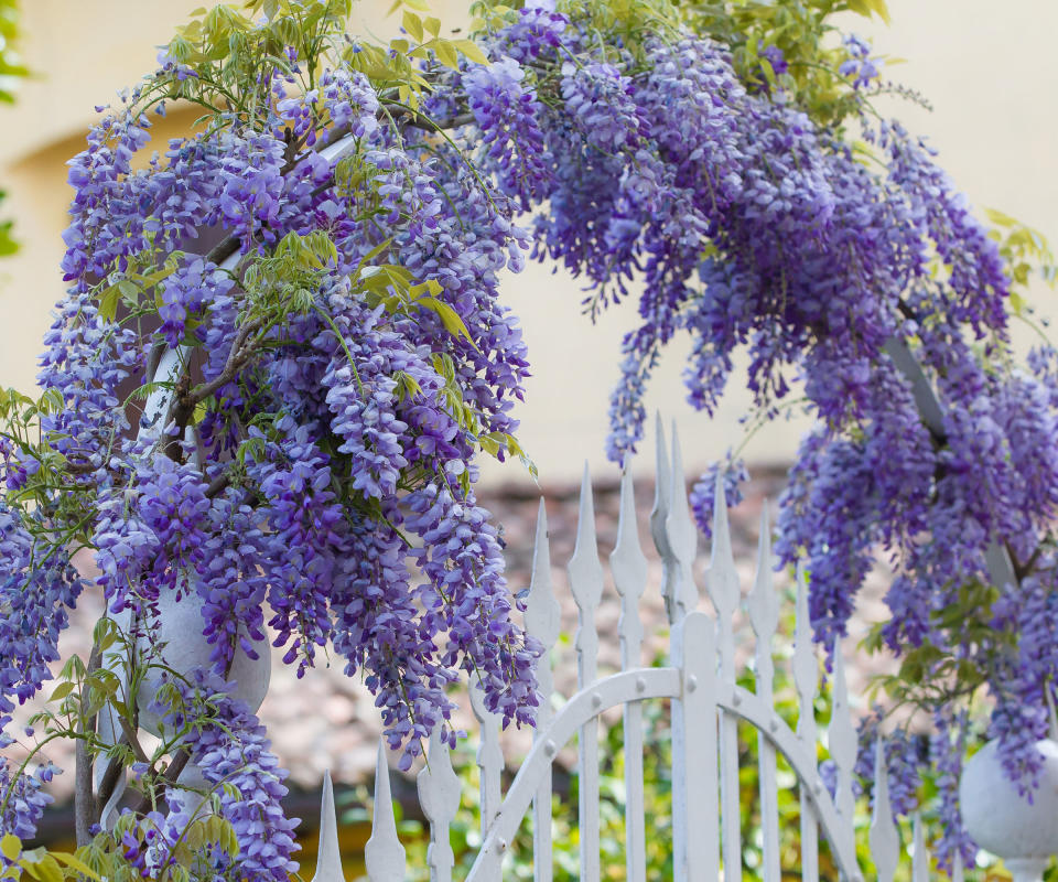 wisteria arch