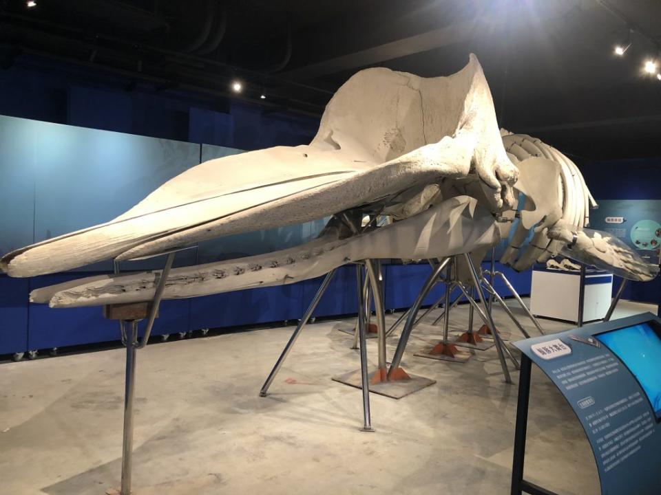 南瀛海洋保育教育中心展場展示二００四年西門路鯨魚爆炸事件的抹香鯨骨骼標本。（記者施春瑛攝）