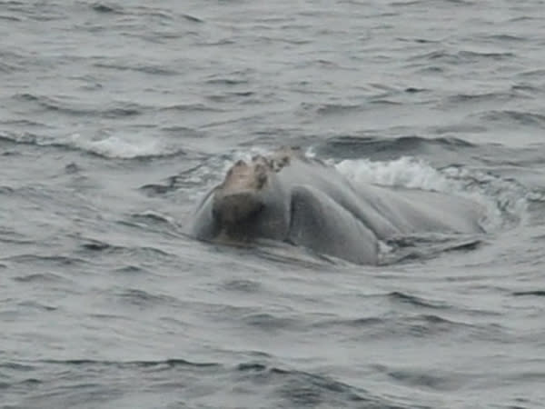 During the expedition, scientists identified four individual right whales, including #3611, seen here, an unnamed male.