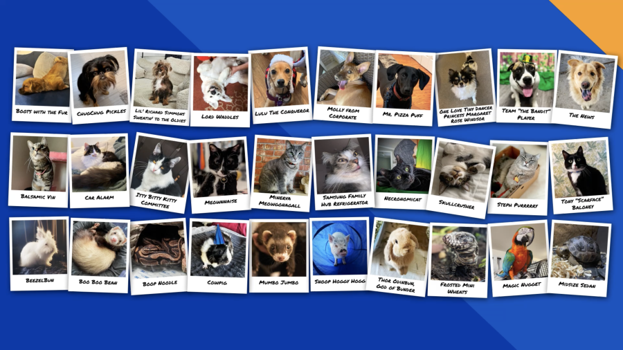 <em>2024 Wacky Pet Names nominees (Courtesy Photo: Nationwide)</em>