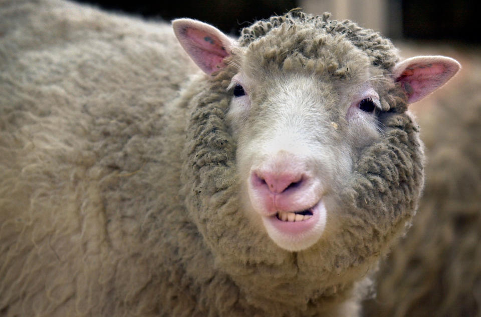 Dolly the sheep makes an appearance for the media at the Roslin Institute near Edinburgh after it was revealed that she is suffering from arthritis in her rear left leg. Professor Ian Wilmut, head of the team which cloned Dolly, said the discovery of Dolly's condition was a disappointment.  *... but said it was further proof that more research was needed into cloning techniques.  Professor Wilmut said Dolly, who is almost six years old, was being successfully treated with anti-inflammatory drugs and could live until she is 10.   (Photo by Ben Curtis - PA Images/PA Images via Getty Images)