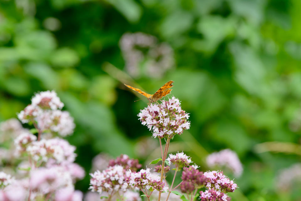 butterfly feeding on an oregano plant