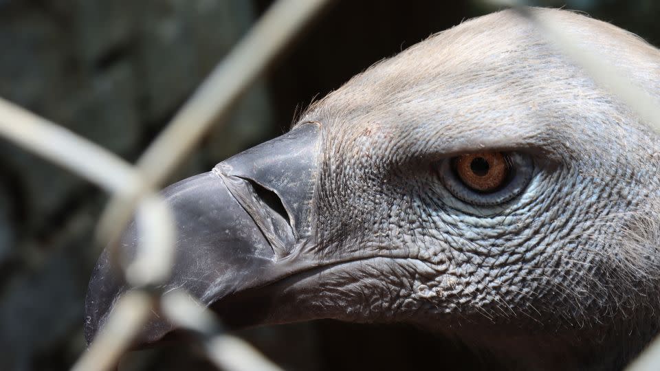 Vultures carry a bad reputation, but have an essential role in many ecosystems, preventing the transmission of disease to other animals through their consumption of carcasses. - Gertrude Kitongo/CNN