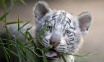 Los pequeños felinos no tienen nombre todavía. Los niños que visiten el zoológico pueden proponerlo en los próximos 40 días en una urna que se instalará a la entrada de las instalaciones. (AP Photo/Natacha Pisarenko)