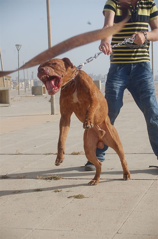 比特犬是危險犬種之一。（示意圖／翻攝自維基百科）