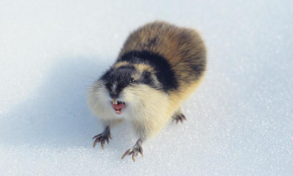 The fearless Norwegian lemming