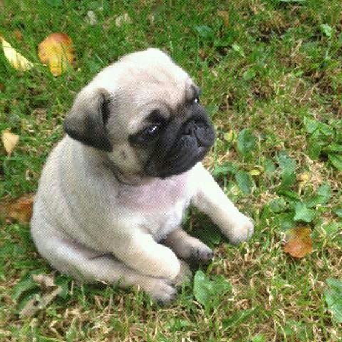 This pug puppy does his best thinking outdoors.  (<a href="http://imgur.com/gallery/MtFt5">Image via Imgur)</a>