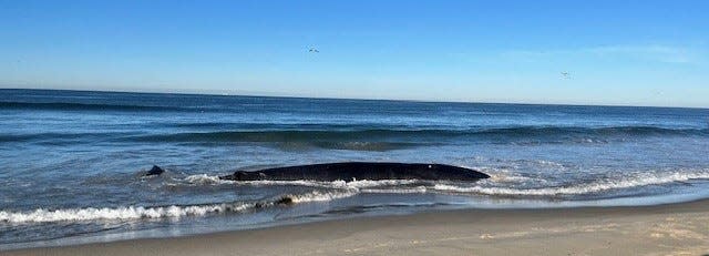A dead whale, identified as a juvenile female fin, was found stranded dead at the Pacific Beach in San Diego.