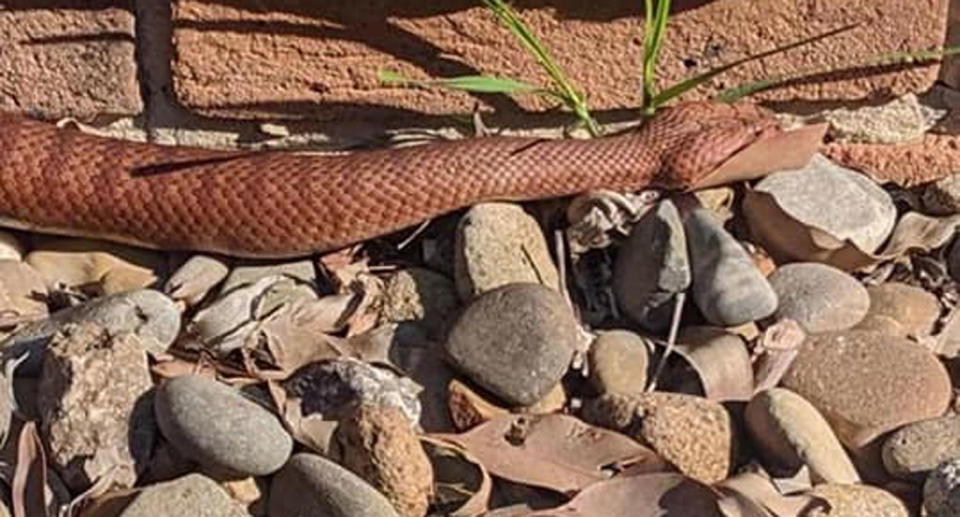 A death adder slithers outside a Cromer home.