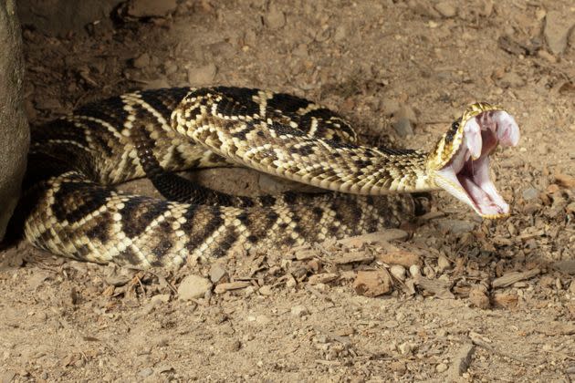 The eastern diamondback rattlesnake is the biggest poisonous snake in North America. (Photo: Joe McDonald via Getty Images)