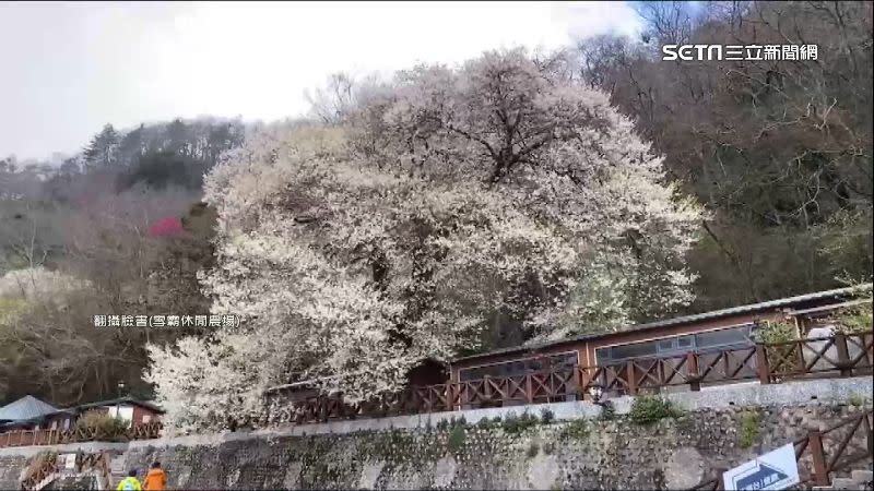 雪霸國家公園觀霧遊憩區知名地標「霧社櫻王」樹齡將近90歲，花瓣潔白如雪。（圖／翻攝自雪霸休閒農場臉書）