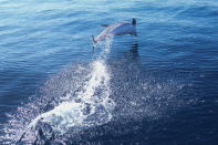 A bottlenose dolphin swims off the coast of Niteroi during a whale-watching tour in Niteroi, Rio de Janeiro state, Brazil, Thursday, June 20, 2024. The whale-watching season has begun for tourists taking part in expeditions to get close to the humpback whales coming from Antarctica in search of warm waters to breed and have their babies. (AP Photo/Silvia Izquierdo)