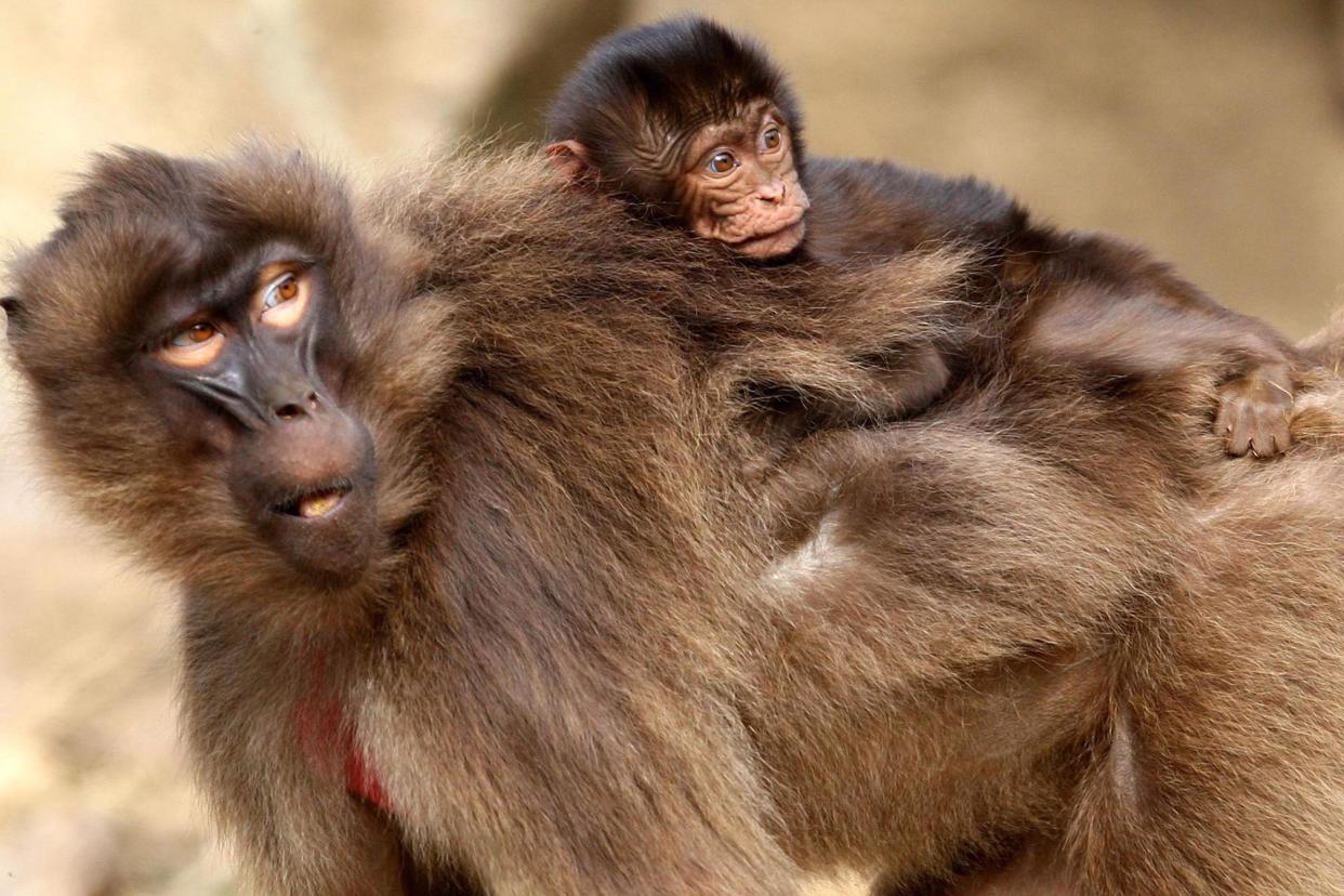A file image of a baboon family as a US wildlife boss faced a huge backlash for slaughtering baboons on an Africa hunting trip: Andrew Milligan/PA