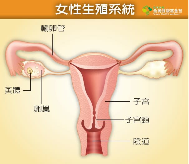 女性生殖系統