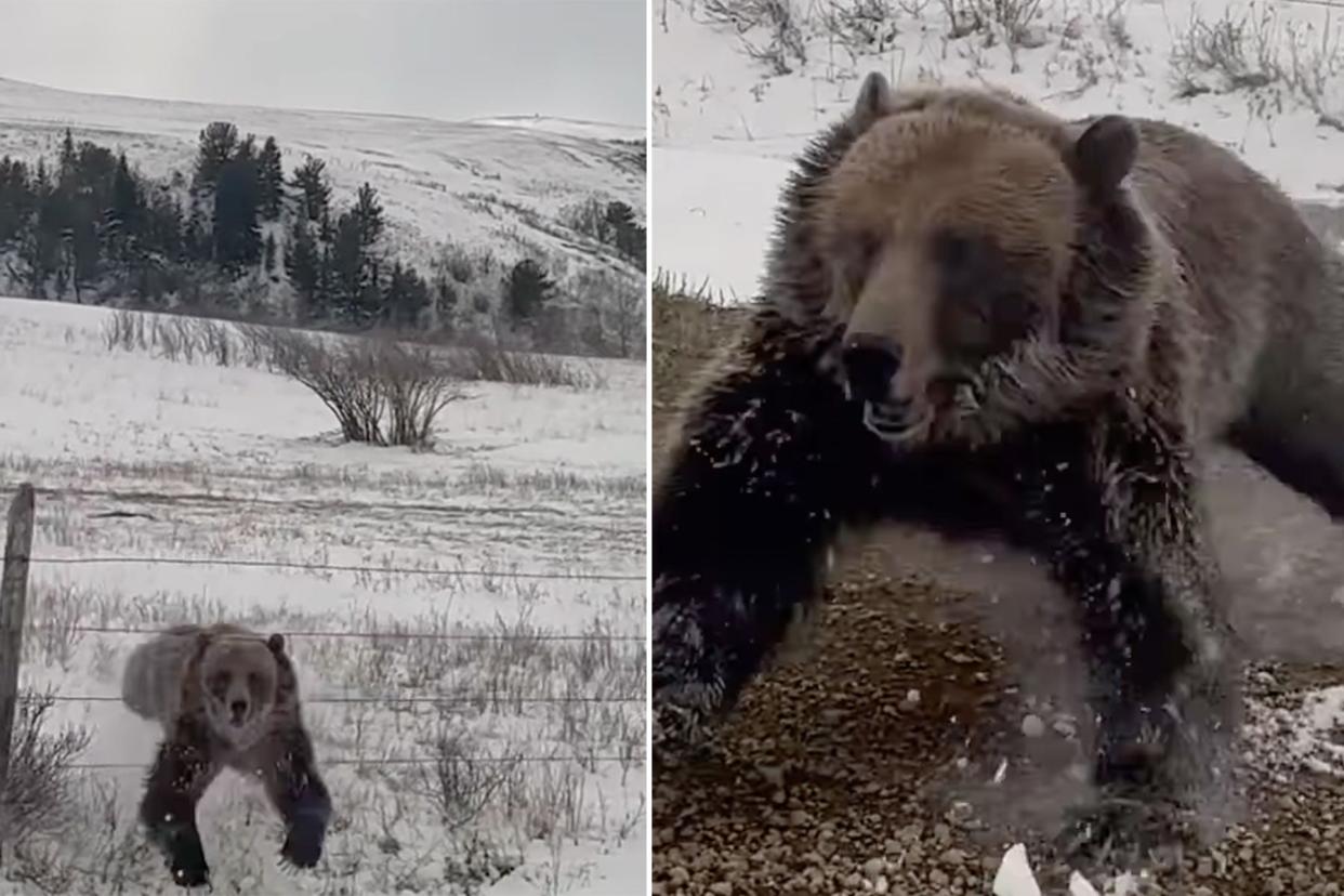 Watch a Sow Grizzly with Cubs Bluff Charge a Moving Pickup Truck photo