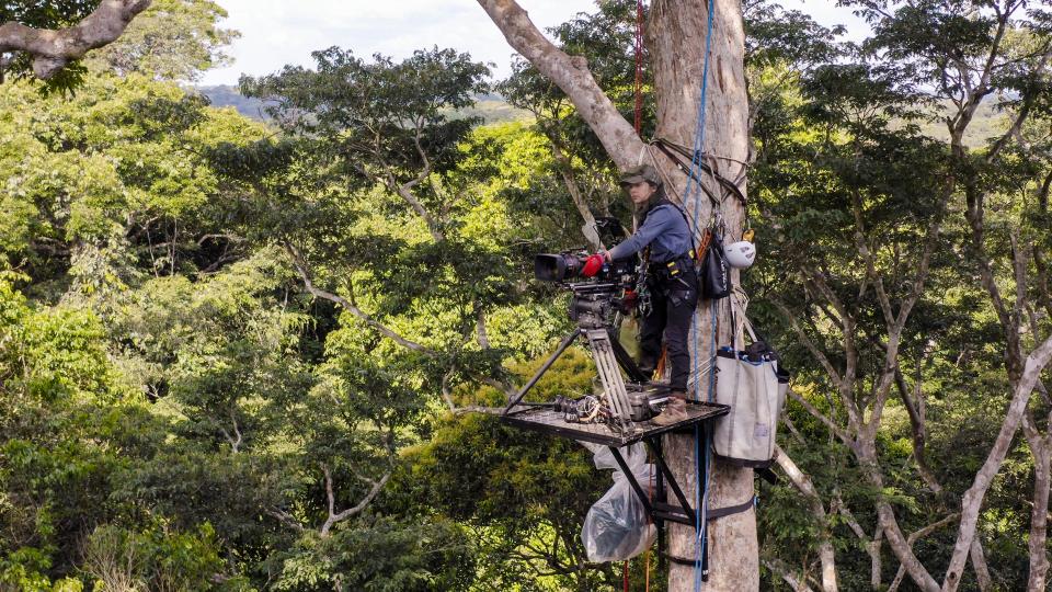 Cinematographer Tania Escobar films bonobos from a tree platform. According to the WWF, “Bonobos and chimpanzees look very similar and both share 98.7% of their DNA with humans—making the two species our closest living relatives.”