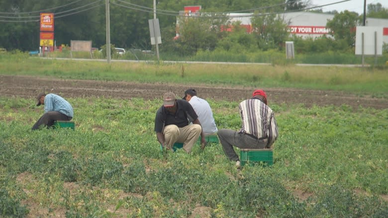 Bad weather forces Ottawa-area farm to send temporary workers south