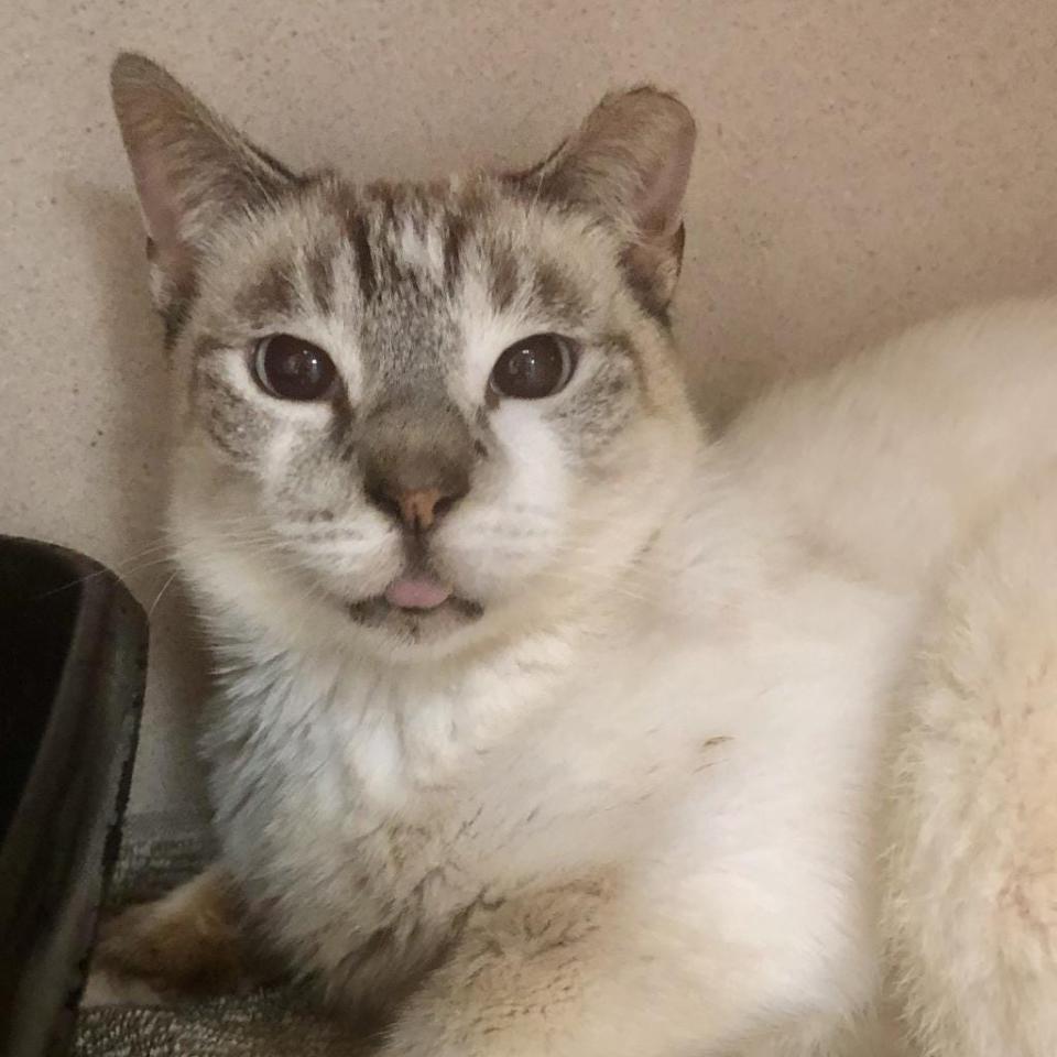 Custard, a 1-year-old Siamese at SPCA Florida.