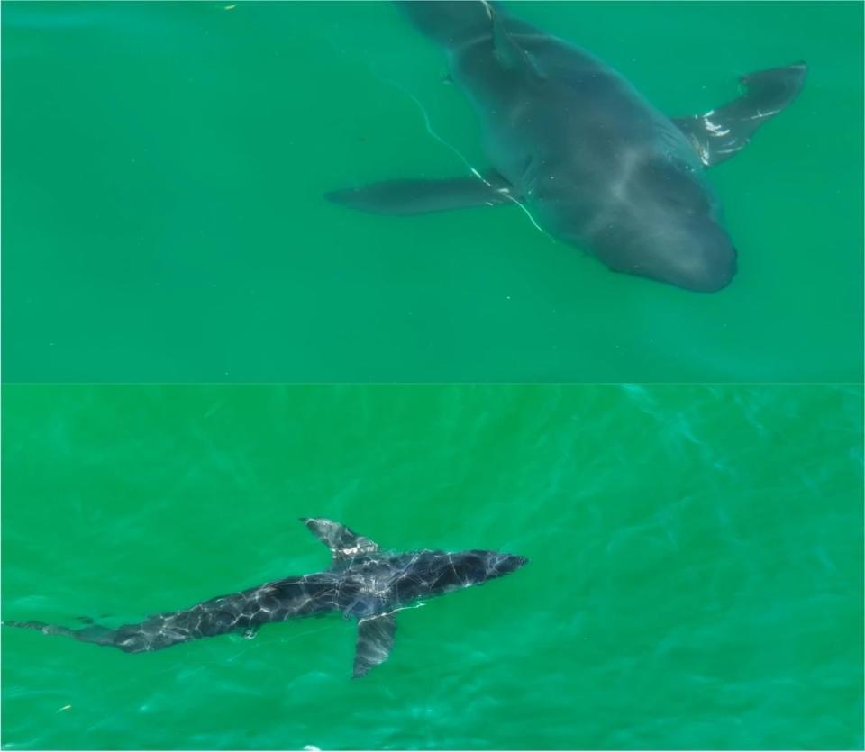 Drone footage also captured sharks like this one, one of the several large likely mature sharks filmed prior to the suspected newborn (Carlos Gauna)