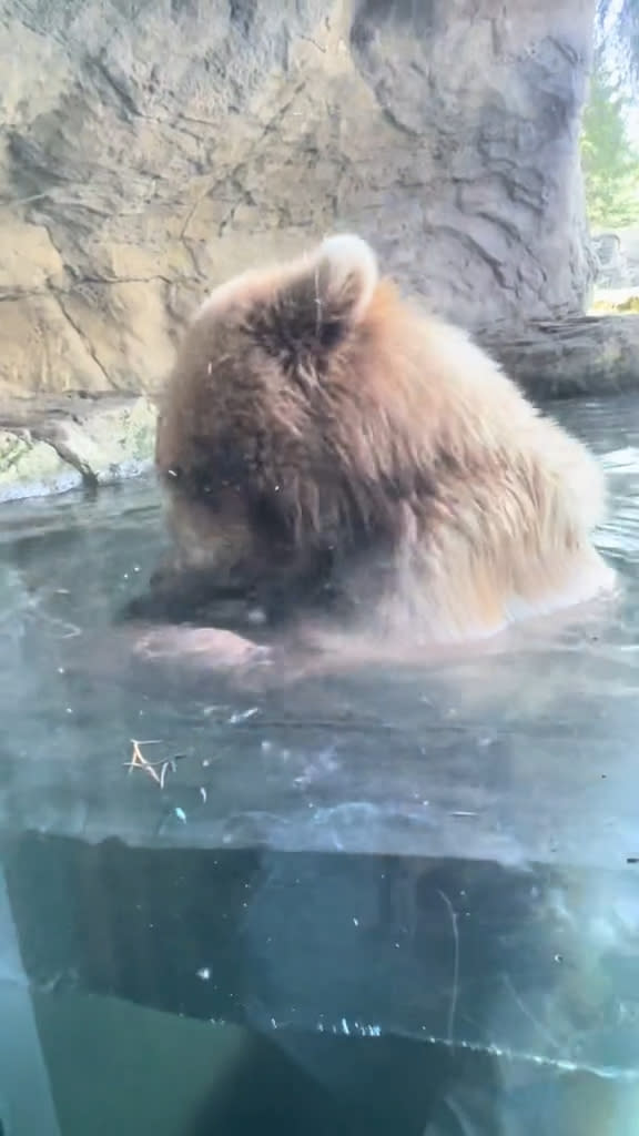 Juniper is a 2-year-old coastal brown bear from Alaska. Rachelle via Storyful