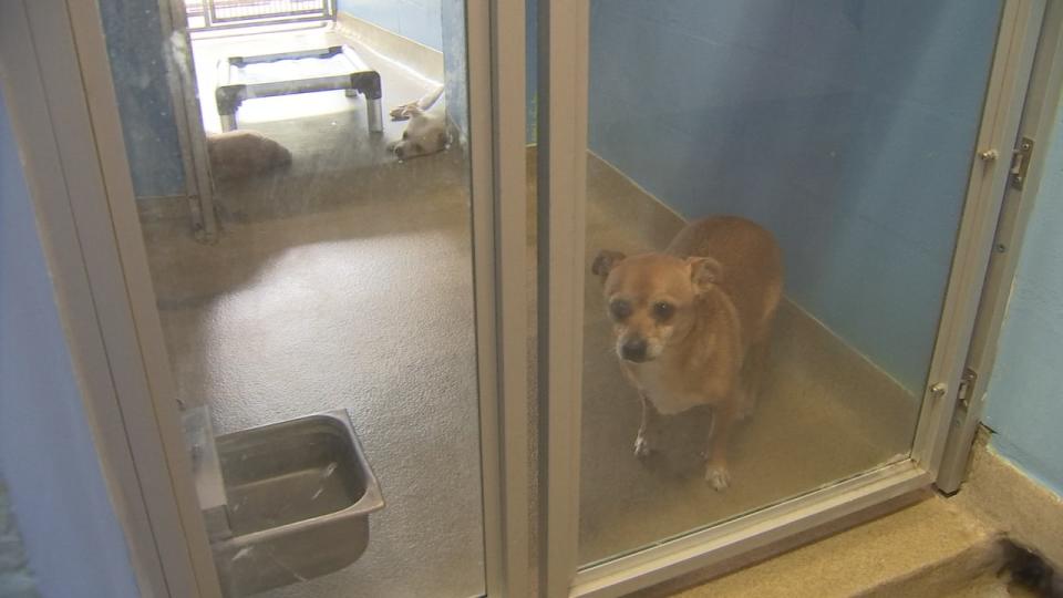 The shelter is currently caring for more than 500 animals.