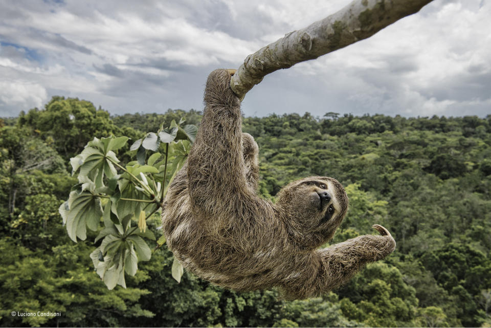 <p>Luciano had to climb the cecropia tree, in the protected Atlantic rainforest of southern Bahia, Brazil, to take an eye-level shot of this three-toed sloth. Sloths like to feed on the leaves of these trees, and so they are often seen high up in the canopy. <br>(Wildlife Photographer of the Year) </p>