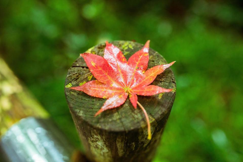 森林裡遇見的一抹紅葉。（日本觀光局JNTO提供）