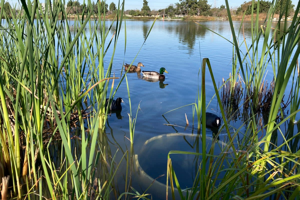 CALIFORNIA-CAPTACIÓN DE AGUA (AP)