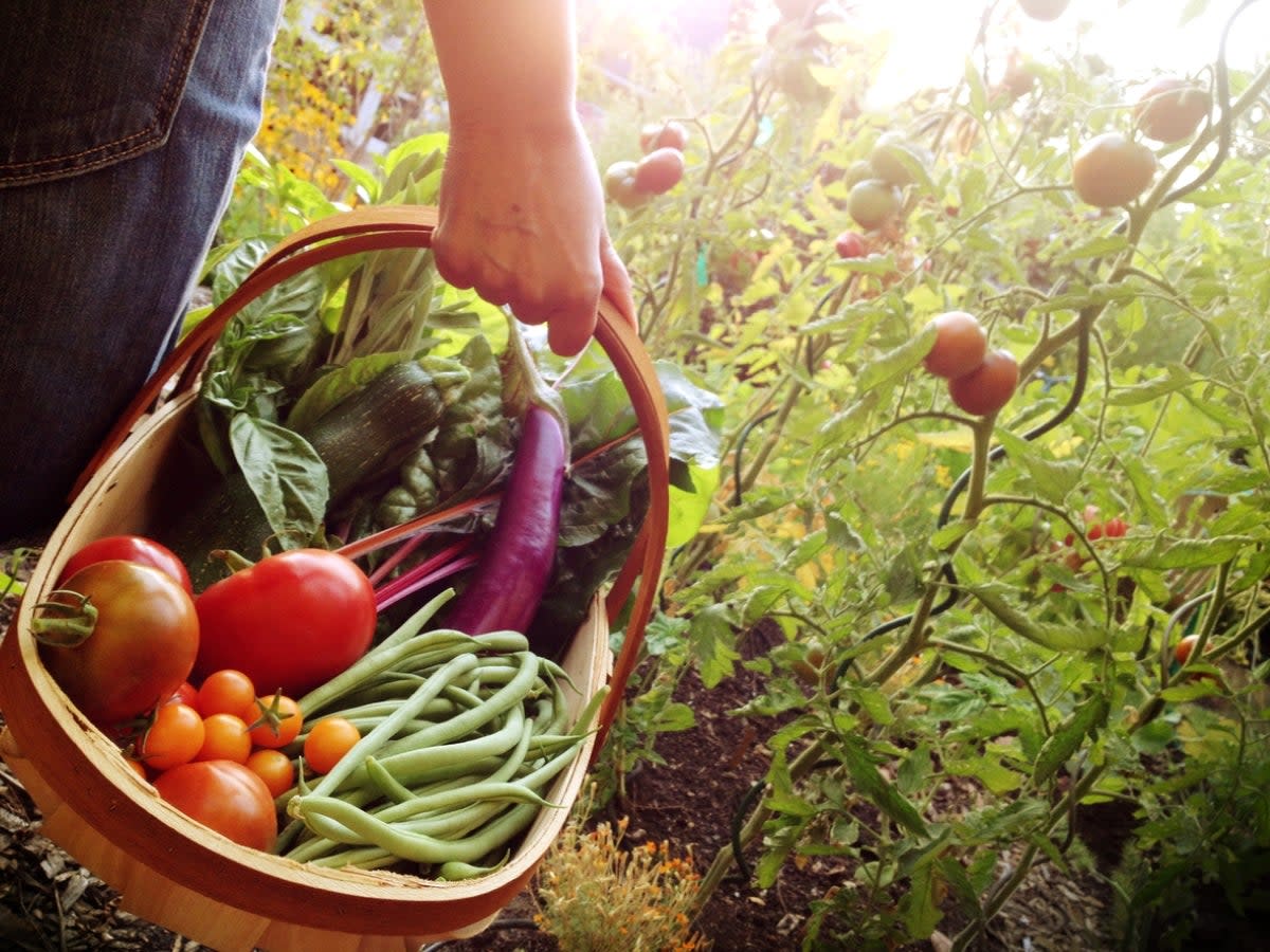 Person carrying harvest basket full of vegetables