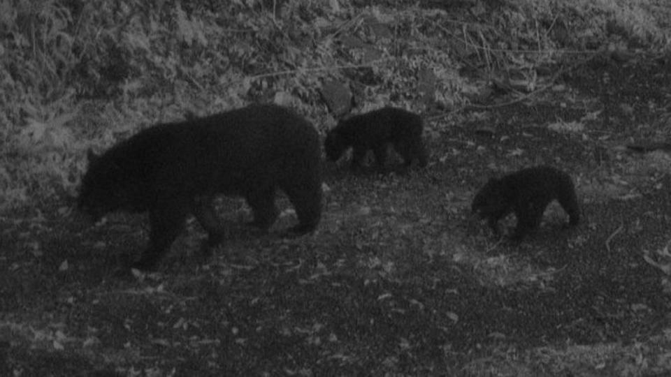 台東利嘉林道發現熊出沒 母熊帶小熊悠遊山林(圖/林保署台東分署提供)