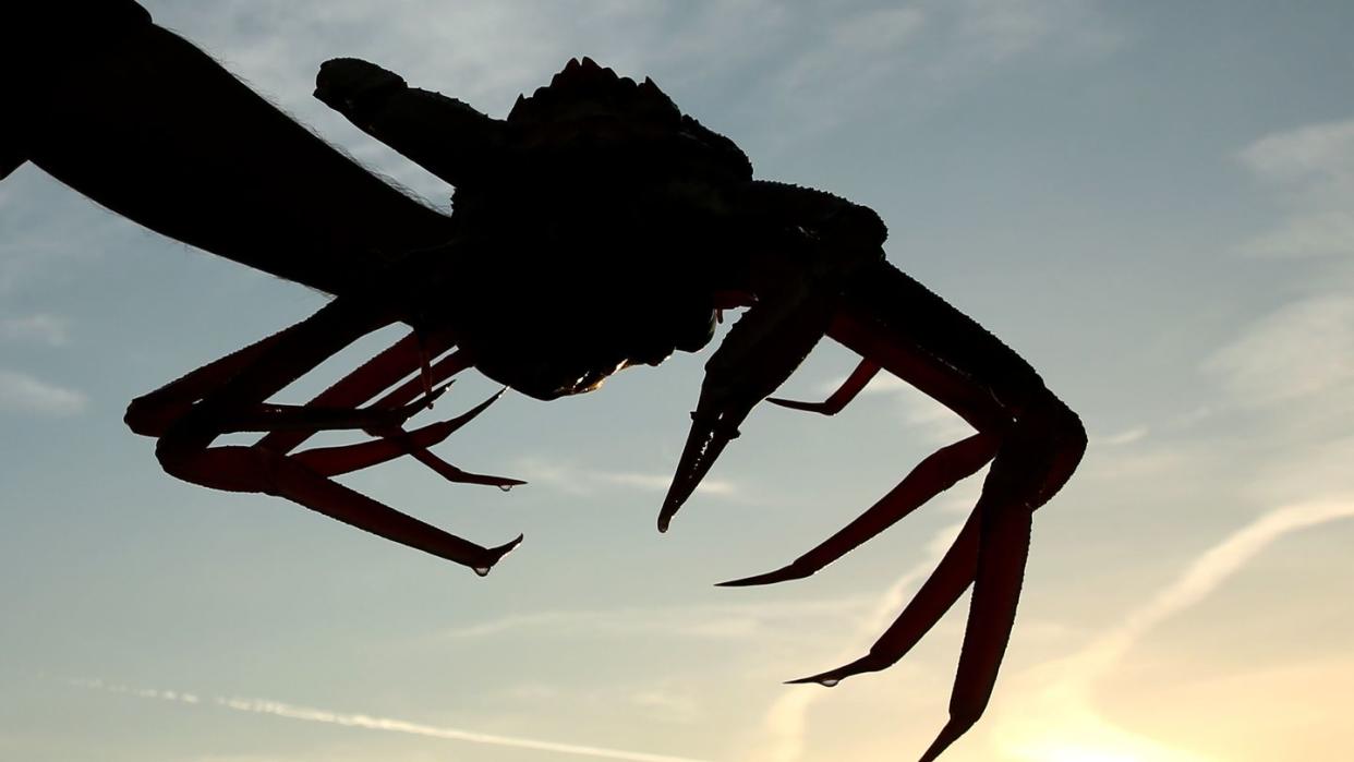 snow crab season begins in japan