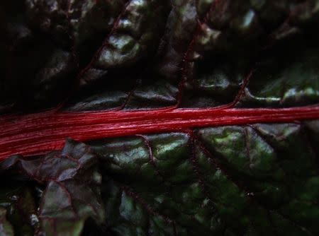 Red Chard grows on the Chino family farm in Rancho Santa Fe, California April 23, 2013. REUTERS/Mike Blake