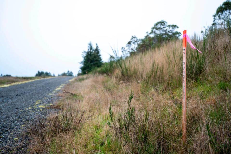 Temporary posts have been placed around the property of the Tacoma Narrows Airport in Wollochet, Wash. as part of a project that is adding safety fencing around the south and western edge of the runway safety area to prevent any wildlife access to the active runway and taxiways.