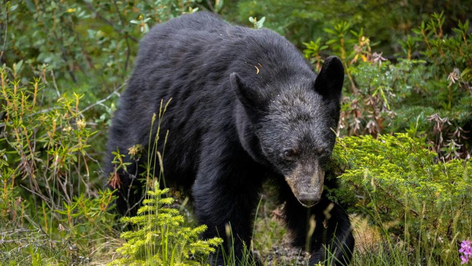 Bear Raids Car Crash, Drags Body Into The Woods