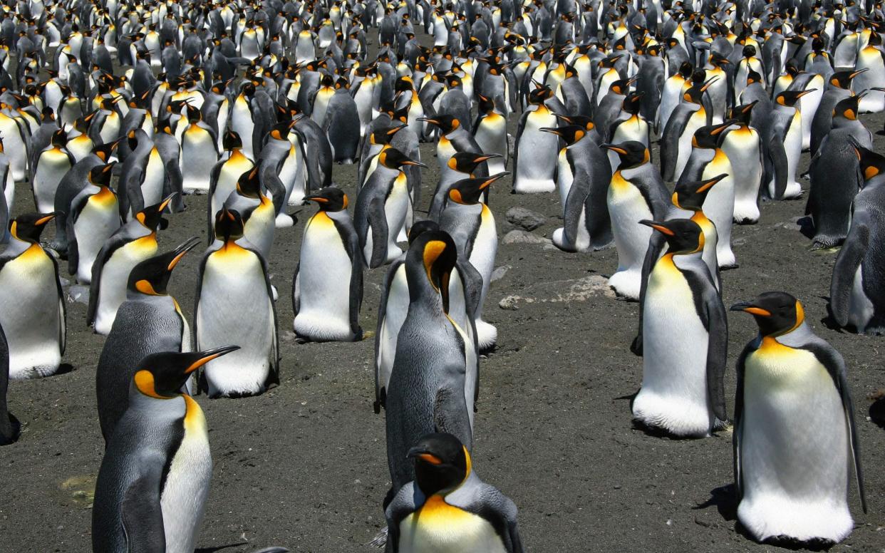 King Penguins from the Possession Island in the Crozet archipelago. Global warming is on track to wipe out 70 percent of the world's King penguins by century's end - AFP