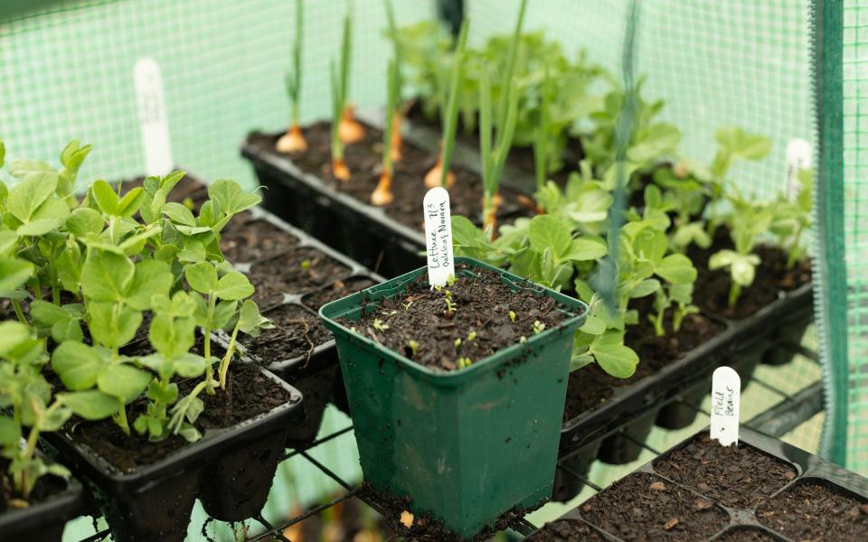 Aside from growing fruit and veg, Huw and Sam also cultivate herbs in their garden