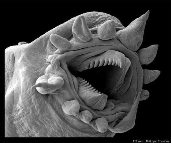 Today's microscopes provide a view of the unseen. Shown above: a hydrothermal worm, imaged with an electron microscope.