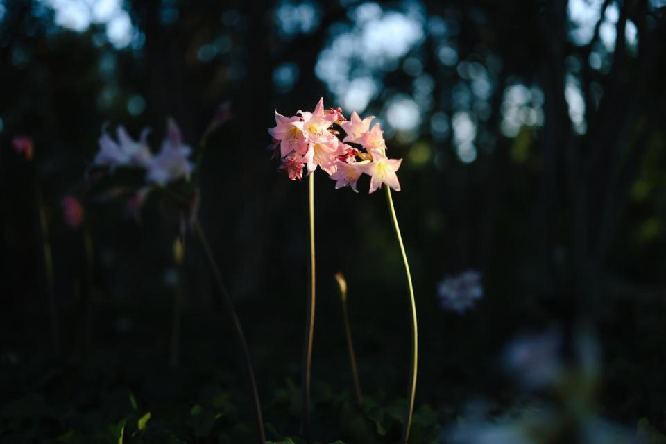 Two flowers with skinny green stems and pink petals look like they're kissing.