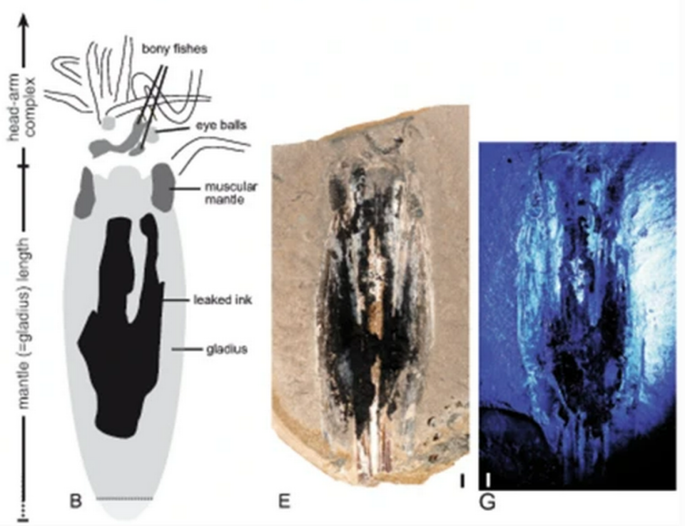 Researchers said leaked ink prevented them from fully reconstructing some of the new species’ anatomy.