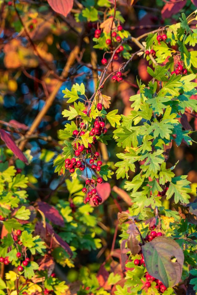 Experts identify 'super-plant' that absorbs roadside air pollution