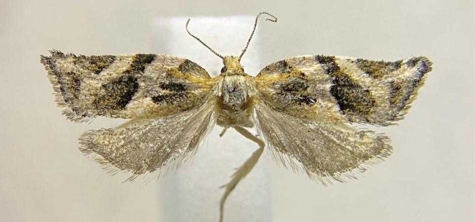 One of the female specimens of the new species.