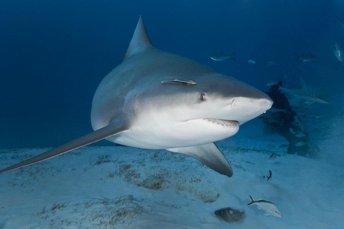 Seven beaches in Tobago were closed as a result of the shark attack. <i>(Image: Getty Images)</i>