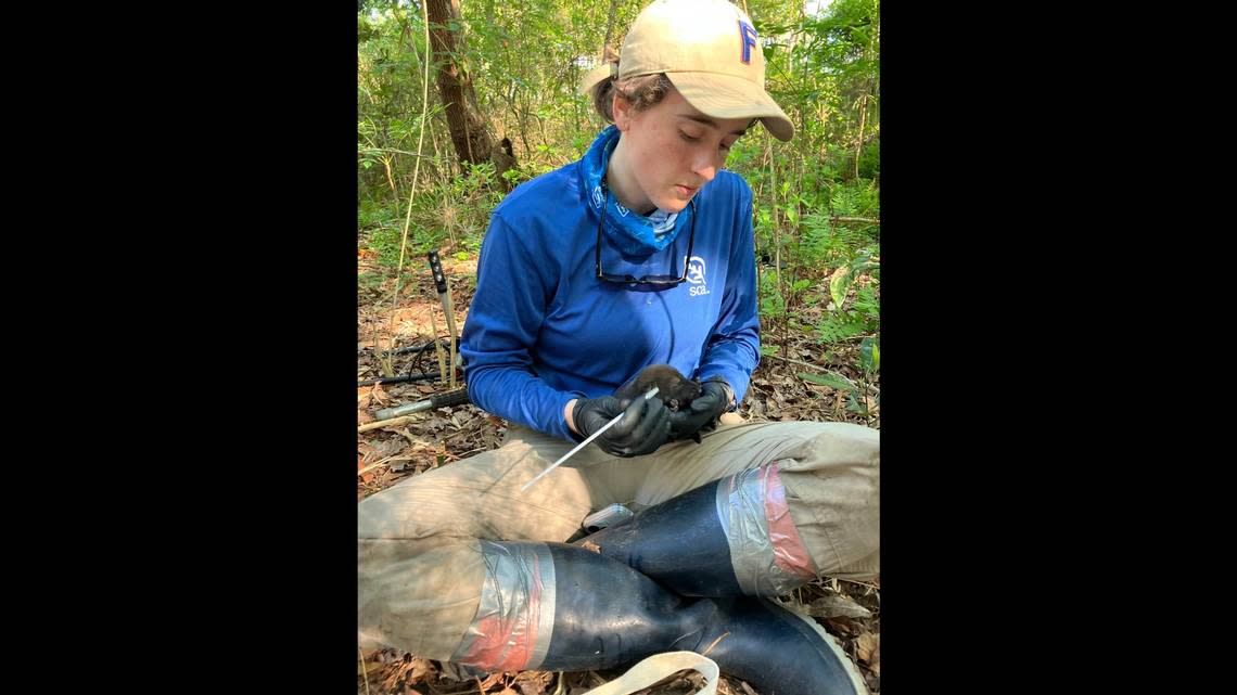 Wildlife researchers in eastern North Carolina evaluated a litter of eight newborn red wolves, a successful step toward conservation of the highly endangered species. Photo from the U.S. Fish and Wildlife Service, Red Wolf Recovery Program
